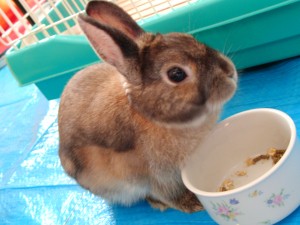 ご飯が大好きないおろす。